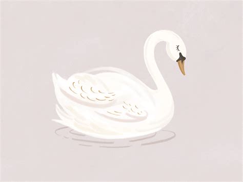 Swan Illustration By Allison Werner On Dribbble