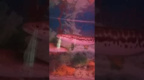 Maybe you would like to learn more about one of these? ikan toman hias - YouTube