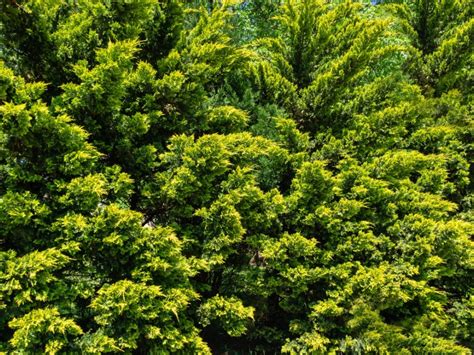 Growing Murray Cypress Murray Cypress Care Guide