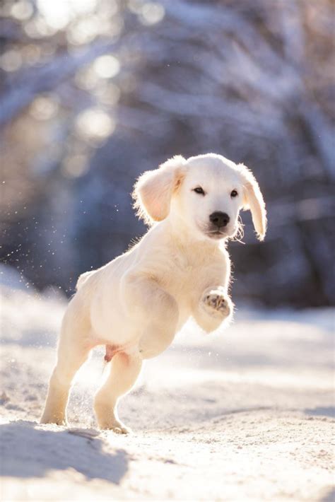 Golden Retriever Puppy Running Running Golden Retriever Dog Camera