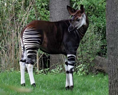 Okapi Encyclopedia Britannica Endangered Animals Weird Animals