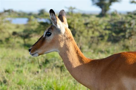 Free Stock Photo Of Kenya National Park Wildlife