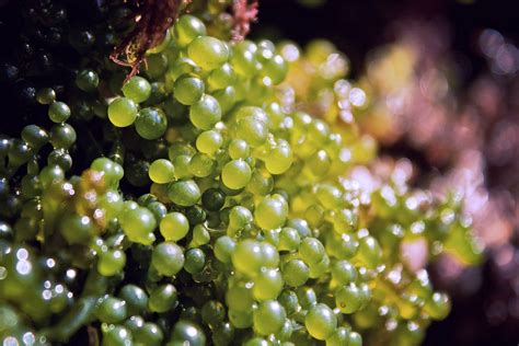 Flickrp9lxypp Untitled Grape Like Algae Seen Over A