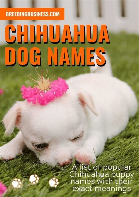 120 Chihuahua Dog Names Ideal Chihuahua Puppy Name Ideas