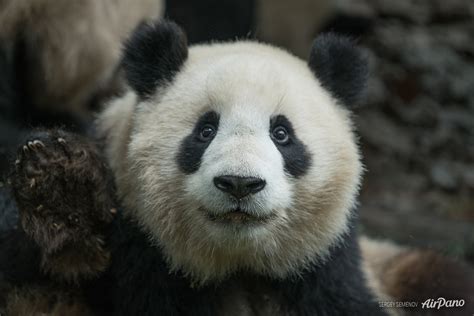 Pandas Portrait