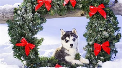 Husky Puppy Christmas Wallpapers Wallpaper Cave