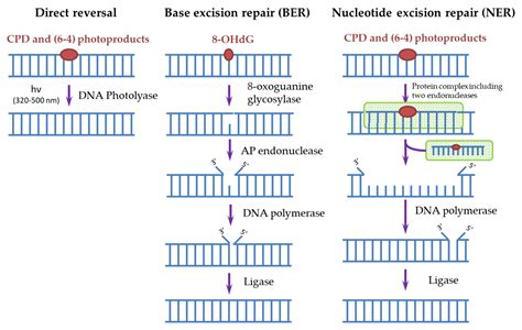 UV Radiation In DNA Damage And Repair Encyclopedia MDPI