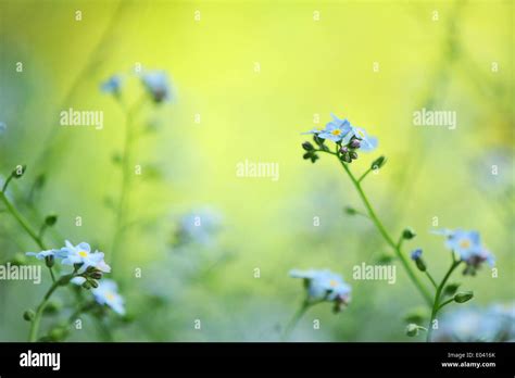 Forget Me Not Flower Spring Garden Hi Res Stock Photography And Images