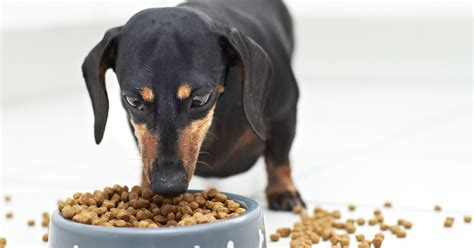 Preliminary Study Suggests Mercury Not Risk In Dog Foods