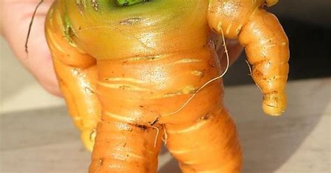 the carrot kantackistan needs imgur