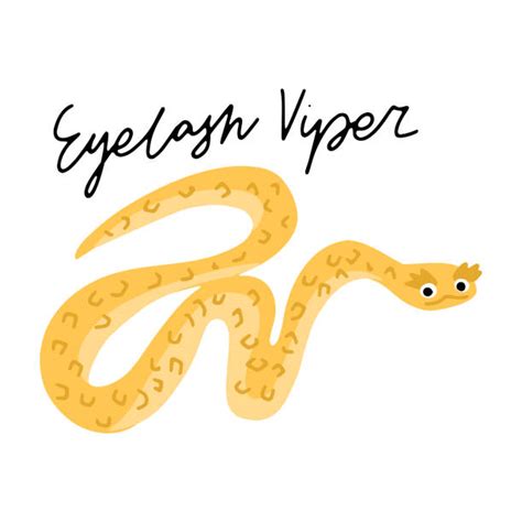 Eyelash Viper Illustrations Royalty Free Vector Graphics And Clip Art