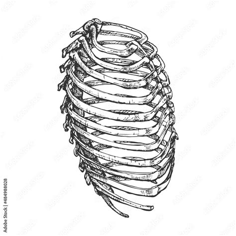 Human Ribcage Chest Drawing Graphics Side View Sketch Stock