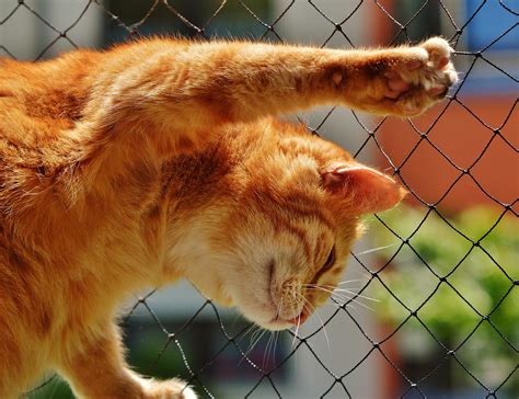 無料画像 見る 可愛い ペット ポートレート 子猫 ネコ 哺乳類 閉じる 動物相 面 鼻 目 ウィスカー