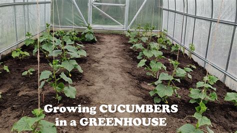 Perfectly Growing Cucumbers In A Greenhouse From Sowing To Harvest