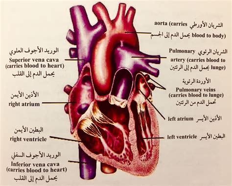 قلب الانسان تشريح القلب Pdf مكان القلب شكل القلب الجهاز الدوري الدوره الدمويه