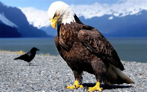 Wallpapers4free Bald Eagle Photo Picture Screensavers Amazing