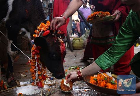 Hindu Devotees Celebrate Cow Festival On Third Day Of Tihar Festival In