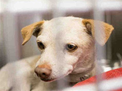 30 Pets Available For Adoption From Maricopa County Animal Care And