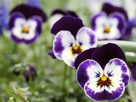 Powdery Mildew Control For Pansies Ehow