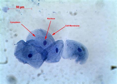 Most people outside the americas and australia should be labelled as native or none at all. Cells - Rumney Marsh Academy Science Revere, Massachusetts