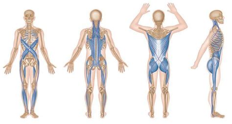 Trigger Point Therapy Myofascial Meridians Trigger Point Therapy Myofascial Acupuncture