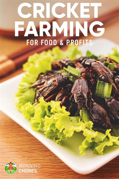 Cricket Farming 7 Effortless Steps To Raise Crickets For Profitfood