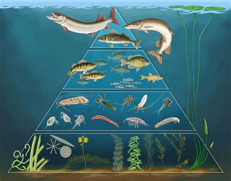 The food pyramid is the u.s. Aquatic Biomass Pyramid Display on Behance