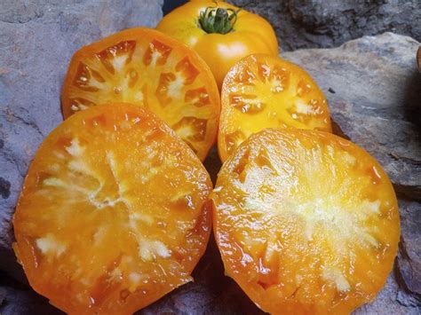 Dr Wyches Yellow Tomato Bounty Hunter Seeds Heirloom Seeds