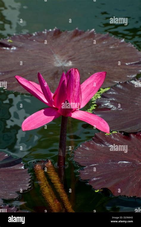 Water Lily Nymphaea Red Flare Stock Photo Alamy