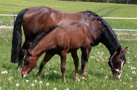 Maybe you would like to learn more about one of these? West-Nil-Virus in Deutschland: Pferd im Unstrut-Hainich ...