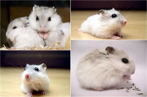 Winter White Dwarf Hamsters Dwarf Hamsters Funny Hamsters Rodents