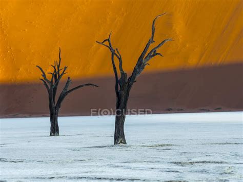 Namibia Naukluft Park Namib Desert Dead Vlei Two Dead Camel Thorns