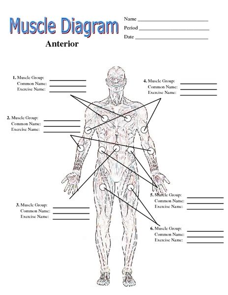 Printable Human Muscle Diagram Worksheet