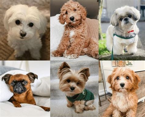 Top 7 Low Energy Hypoallergenic Dogs That Dont Shed 9 Cute Small
