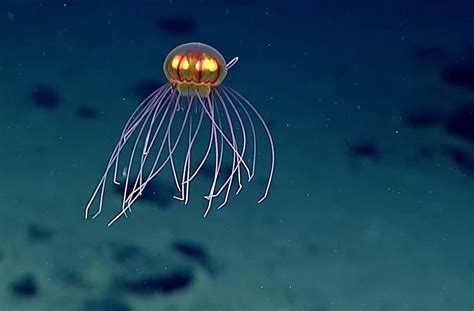 Bizarre Looking Jellyfish Captured On Video During Deep Sea Mission