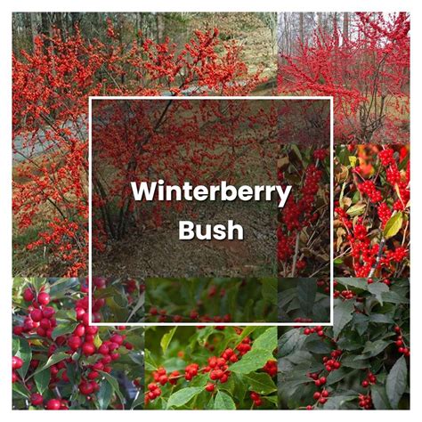 How To Grow Winterberry Bush Plant Care And Tips Norwichgardener