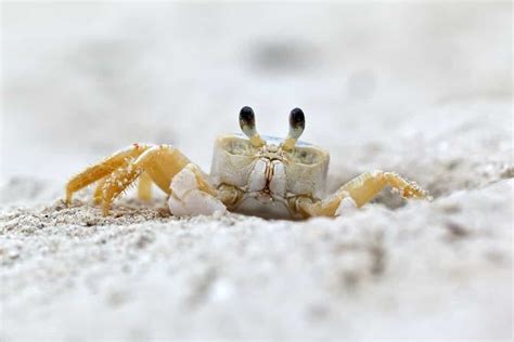 Ghost Crab Ploraestate