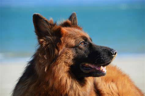 Free Images Animal Canine Pet German Shepherd Vertebrate Dog