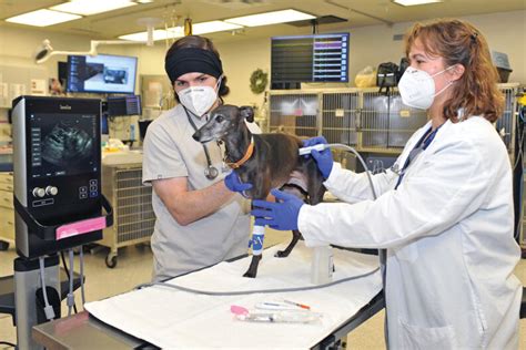Wsus Veterinary Teaching Hospital A Top‑rated Emergency Facility In