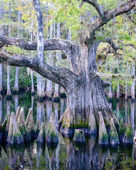Cypress Tree Florida Everglades Elayne Najera
