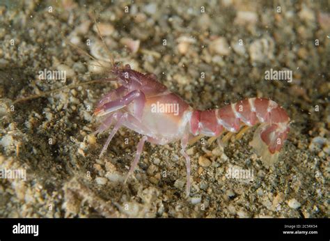 Snapping Shrimp Alpheus Frontalis On Sand Night Dive Tasi Tolu Dive
