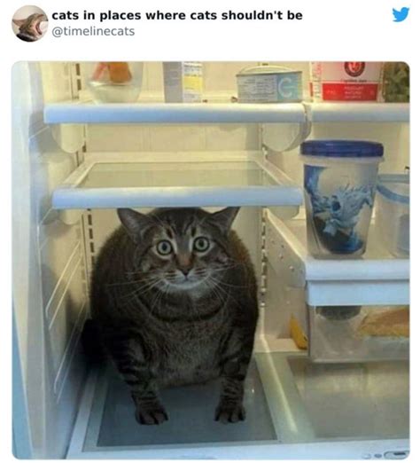 Cats In Unexpected Places 30 Pics