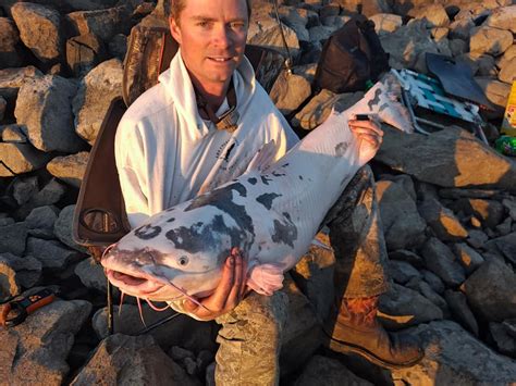 Rare Piebald Catfish Landed In Missouri Field And Stream