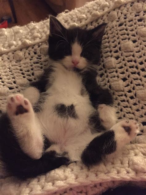 Kitten Belly Button
