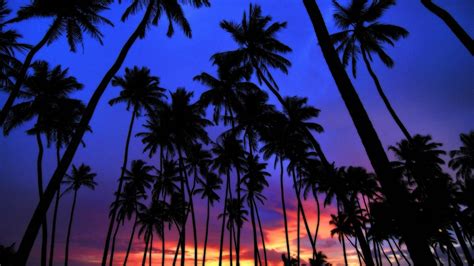 Blue Palms Wallpapers Wallpaper Cave