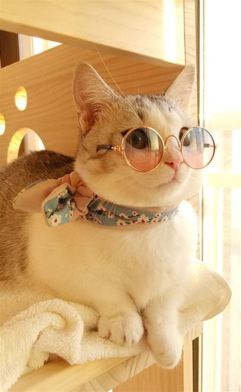 National Sunglasses Day Check Out These 5 Instagram Cats Sporting