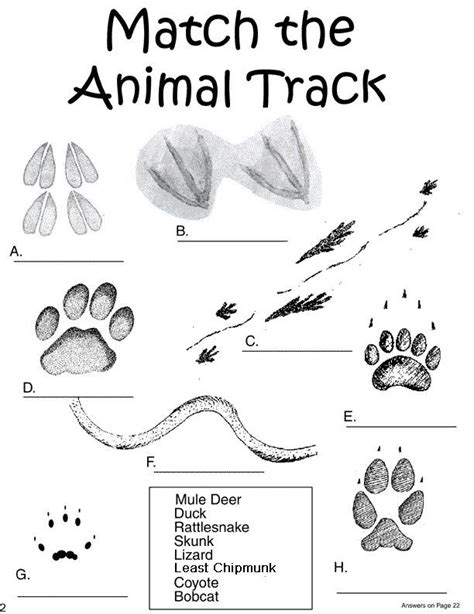 Mammal Tracks Activities For Kids Animals And Their Characteristics