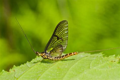 However, you can avoid future termite infestations by performing a couple of prevention methods and. Get Mayflies to Fly Away | Pest Control Services Near ...