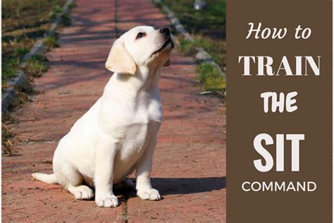 Learn how to take care of and train a siberian husky puppy. How to Train Your Labrador to Sit