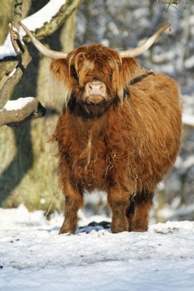 Scottish Highland Cow In Snow Photos Framed Prints Puzzles Posters